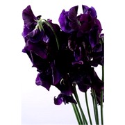 image фото Lathyrus purple  - латирус оптом купить цветы и растения из Голландии, Германии, Италии, Испании, Дании, Эквадора, Колумбии, Азии, Африки, Израиля, Китая, Тайланда, Тайваня с доставкой по Украине в: Киев, Львов, Черкассы, Кировоград, Полтава, Ровно, Днепропетровск, Запорожье, Харьков, Кривой Рог, Днепр, Одесса, Николаев, Херсон, Умань, Кропивницкий